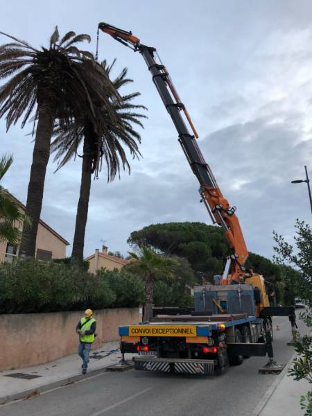 Abattage de palmiers menaçants à Sanary-sur-Mer