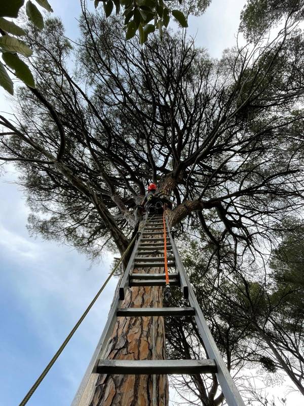 Devis gratuit pour abattage d’arbres à Six-Fours-les-Plages