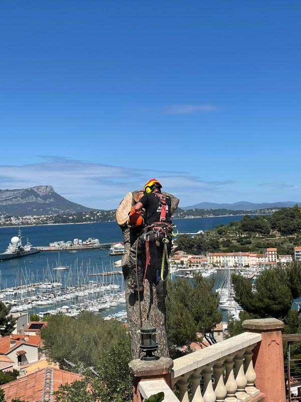 Pourquoi abattre un pin près de votre maison ? commune de Six fours proche de Sanary sur mer