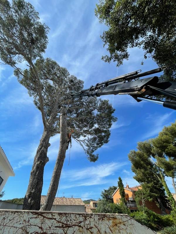 Sécuriser votre propriété avec l’abattage d’arbres à Six fours les plages proche Sanary sur mer